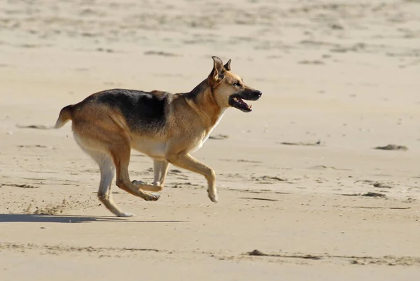 Svart Och Gul Profilhund Canis Lupus Som Springer Stranden — Stockfoto