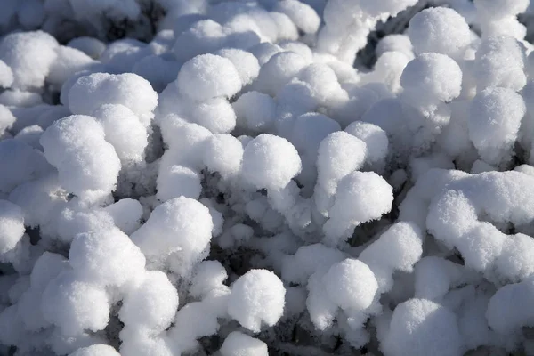 Mirtilos Neve — Fotografia de Stock