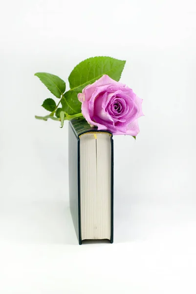 Rosas Rosadas Libro — Foto de Stock