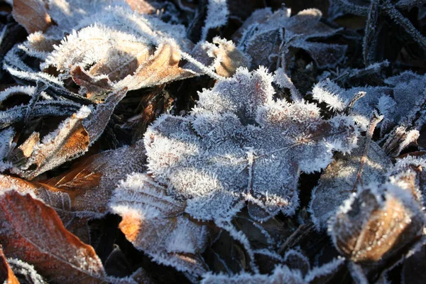 Utsikt Över Vinterscen — Stockfoto