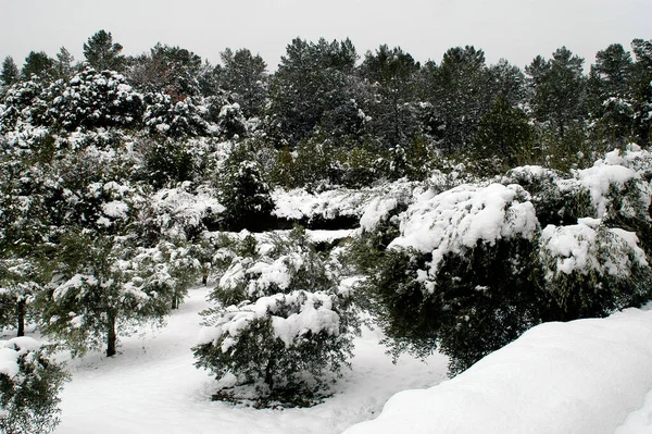 Landscape Gard Snow Gard Department South East France Located Cevennes — Stock Photo, Image