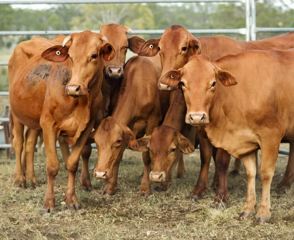 Agricultura Australia Seis Vacas Pardas Corral Representan Para Las Cámaras — Foto de Stock