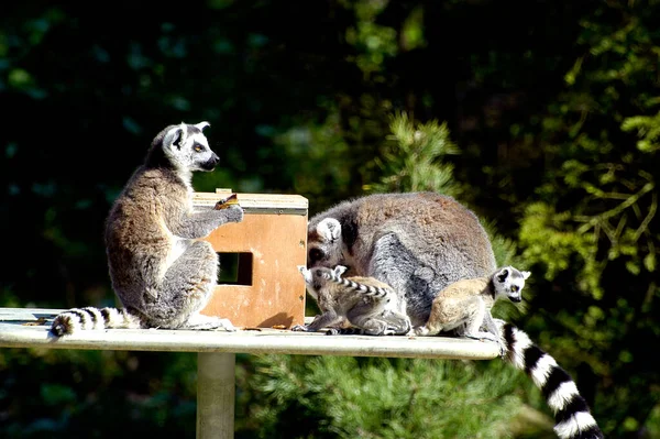 Family Lemurs Zoo — Stock Photo, Image