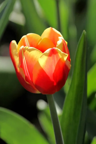 Tulipes Colorées Fleurs Printanières — Photo