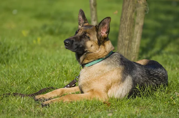 Німецький Собака Пастух — стокове фото