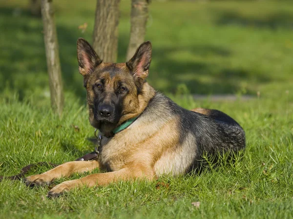 Cane Pastore Tedesco Animale Domestico — Foto Stock