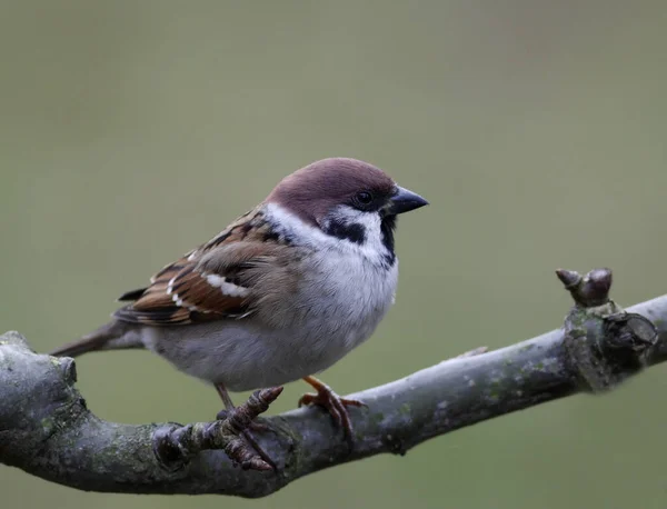 Aussichtsreiche Aussicht Auf Schöne Vögel Der Natur — Stockfoto