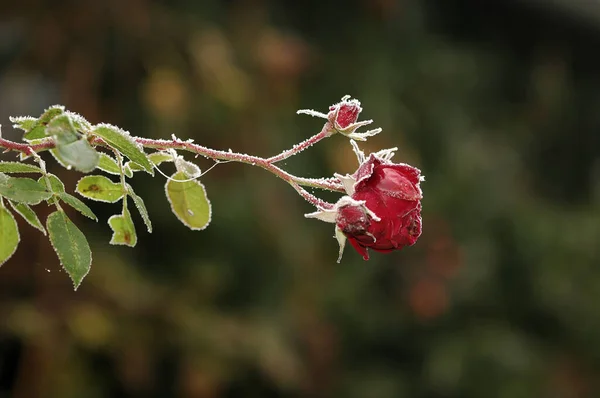 Straubing Germany Nnovembre 2011 Nnnikon D2X — Foto Stock