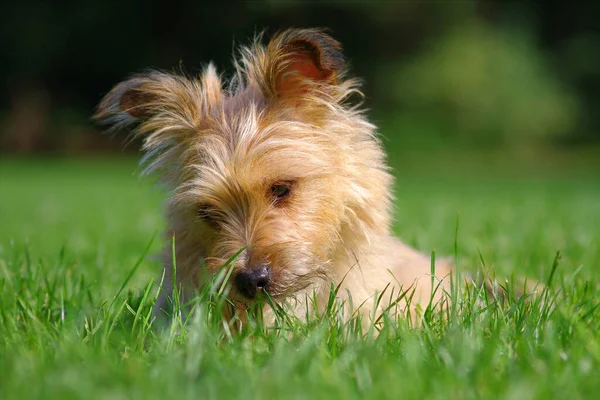 かわいい犬の肖像画 — ストック写真