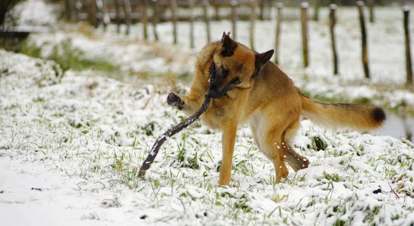 Pies Zimowym Lesie — Zdjęcie stockowe