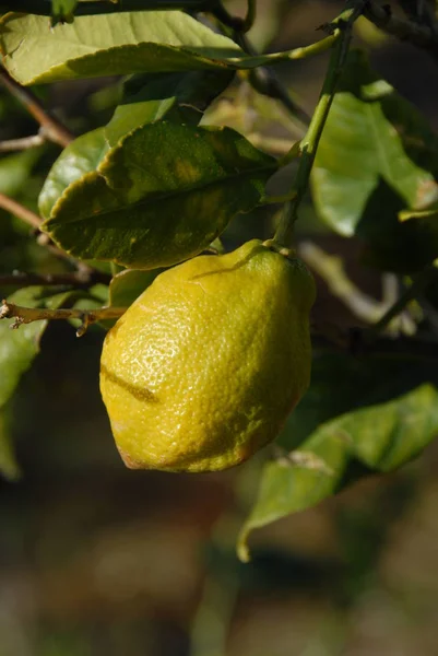 Lemons Tree Nature Flora Fruits — Stock Photo, Image