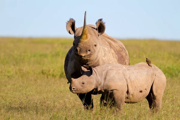 Verschillende Dieren Selectieve Focus — Stockfoto