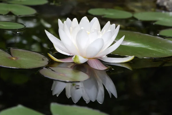 Fehér Lótuszvirág Tükröződéssel Vízben — Stock Fotó