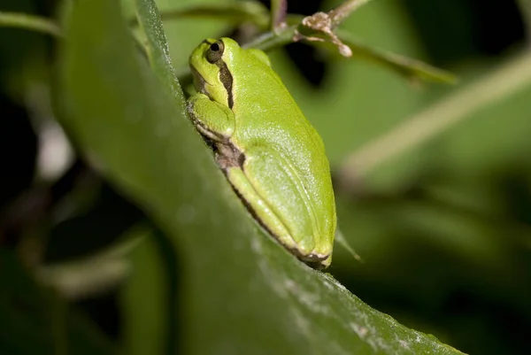 Sapo Verde Sentado Folha Floresta — Fotografia de Stock