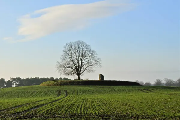Taşlı Bir Ağaç — Stok fotoğraf