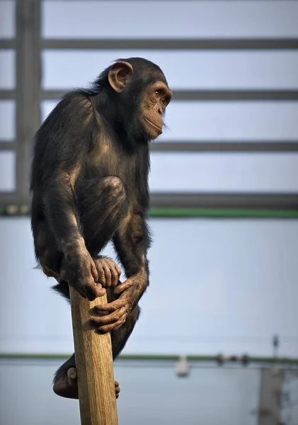 Chimpanzé Macaco Ótimo Café África Primata Hominidae Olha Olhos — Fotografia de Stock