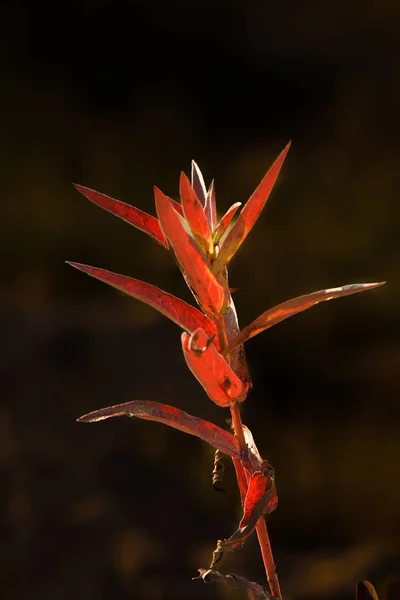 Çiçek Frora Kırmızı Siyah Çiçek Turuncu Güzel Sera — Stok fotoğraf