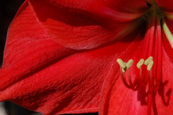 Amaryllis Flower Gave Whole Series Fascinating Insights Views — Stock Photo, Image
