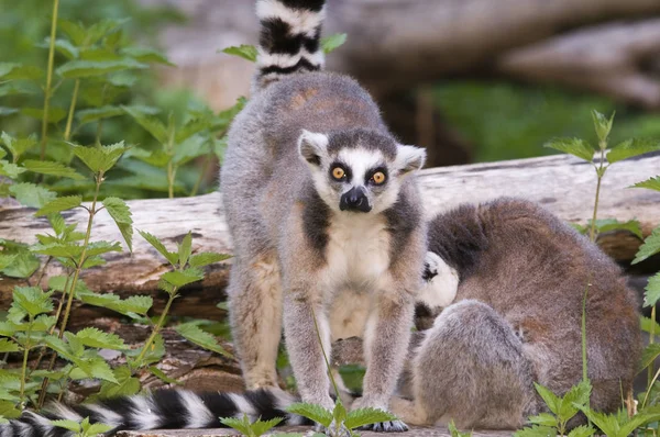 Två Ringsvansade Lemurer Lemur Catta Från Naturlig Bakgrund Med Små — Stockfoto