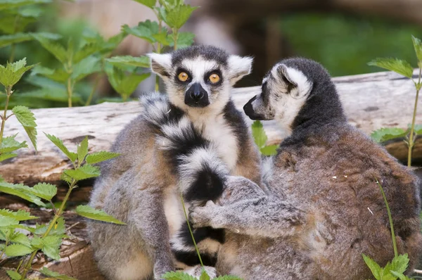 Två Kattor Lemur Catta Framför Naturlig Bakgrund Med Små Trädstammar — Stockfoto