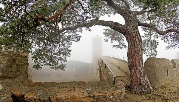 Schloss Auerbach 300 Year Old Pine Tree Rooted Masonry — Stock Photo, Image