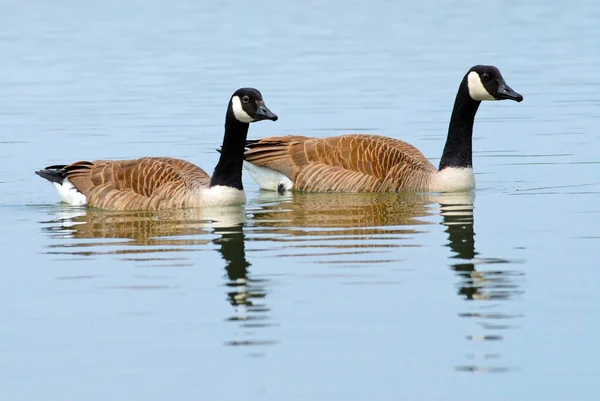 Zwei Kanadagänse Branta Canadensis Schwimmen Auf Blauem Wasser — Stockfoto