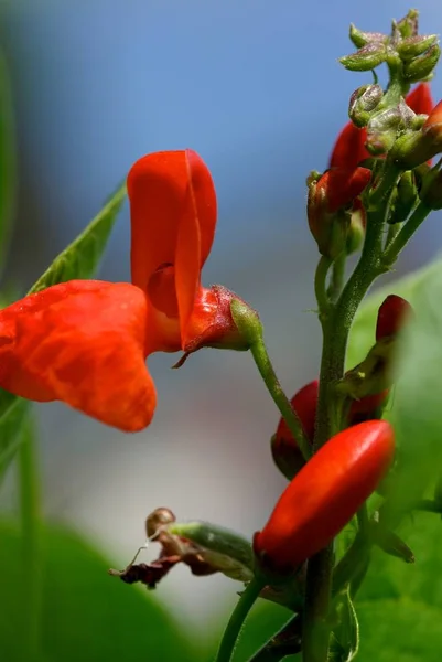Haricots Rouges Dans Jardin — Photo