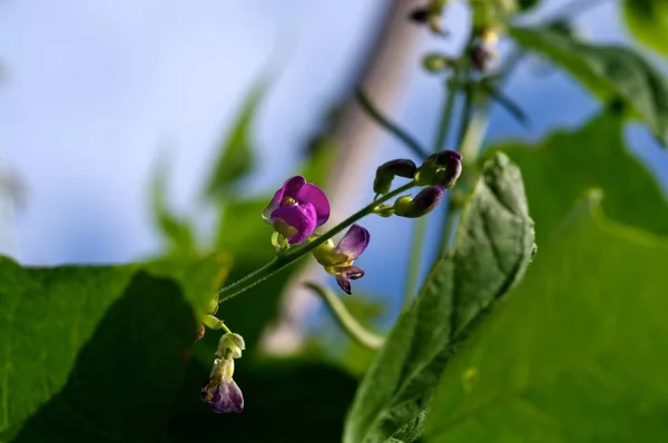 Pole Beans Garden — Stok Foto