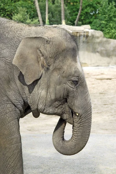 Perfil Retrato Elefante Asiático Joven Elephas Maximus — Foto de Stock