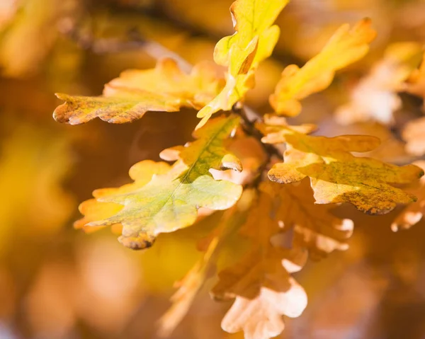 Warna Emas Musim Gugur Dari Daun Oak — Stok Foto