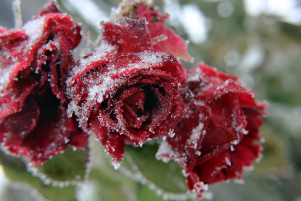 Vackra Blommor Blommigt Koncept Bakgrund — Stockfoto