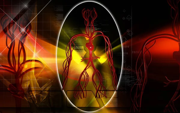 Digital Illustration Vascular System Colour Background — Stock Photo, Image