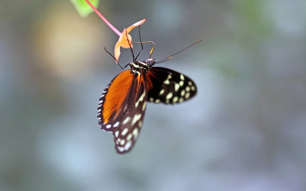 Heliconius Kelebek Böceği — Stok fotoğraf
