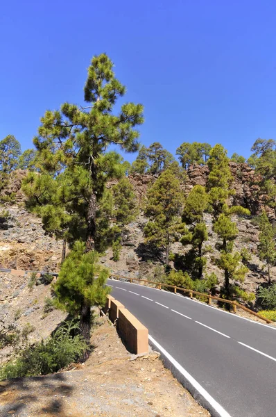 Väg Tallskogen Pinus Canariensis Teneriffa Spanska Kanarieöarna — Stockfoto