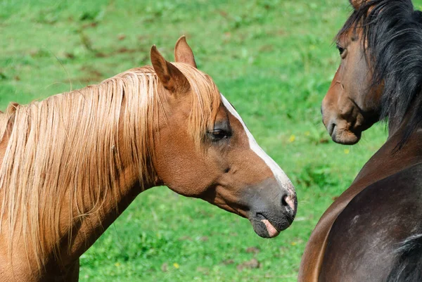 Paire Chevaux Dans Champ Cornouailles — Photo