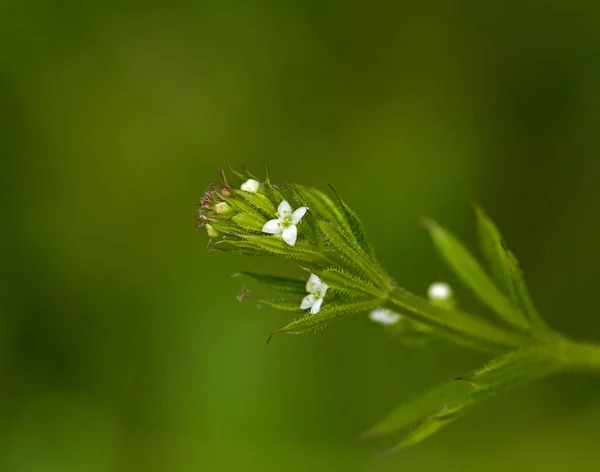 Szúrós Ragadós Cleavers Növény Virágok — Stock Fotó