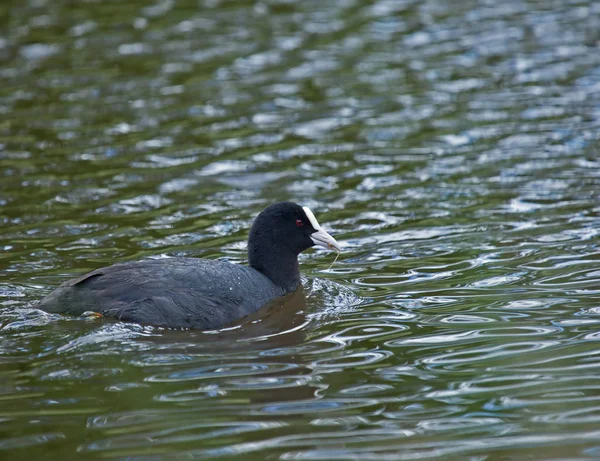 Root Mit Unkraut Und Plätscherndem Wasser — Stockfoto