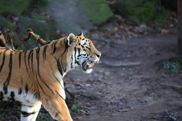 Striped Tiger Animal Predator Wildcat — Stock Photo, Image