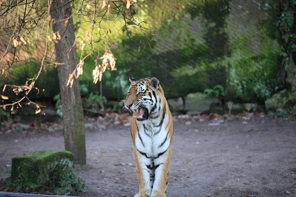 Çizgili Kaplan Hayvanı Yırtıcı Vahşi Kedi — Stok fotoğraf