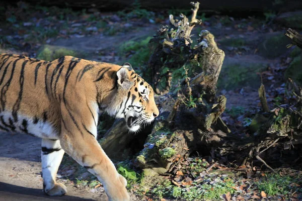 Tiger Großaufnahme — Stockfoto