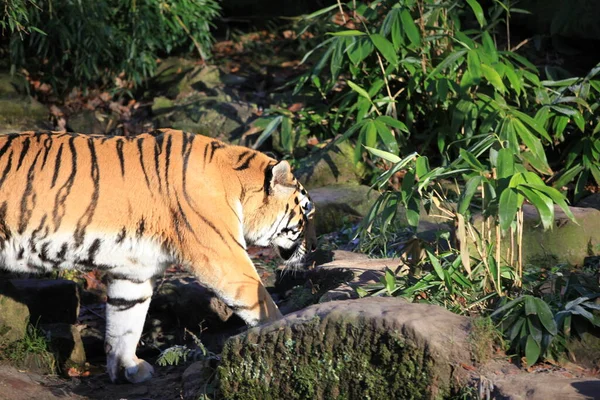 Randig Tiger Djur Rovdjur Vildkatt — Stockfoto