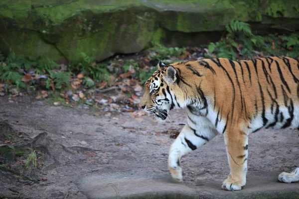 Tiger Großaufnahme — Stockfoto