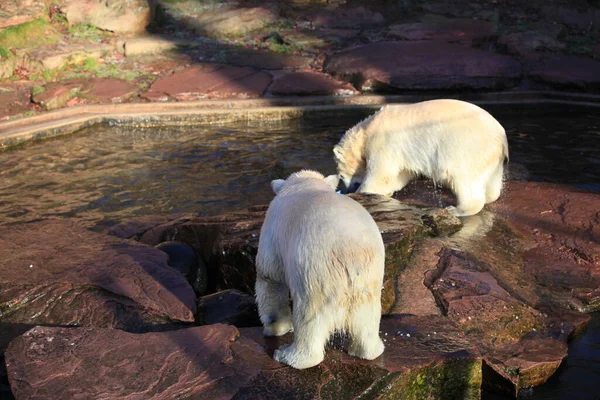 Bebé Oso Polar Primer Plano —  Fotos de Stock