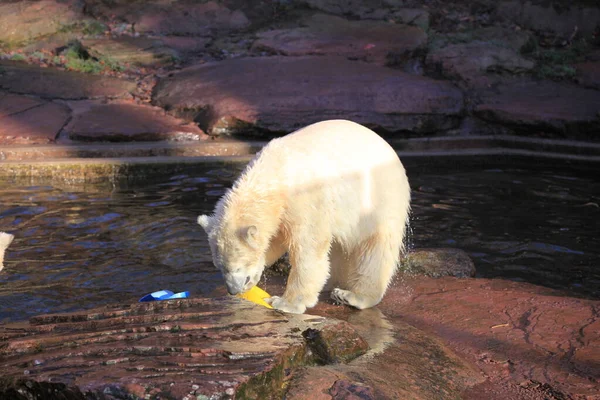Vit Isbjörn Rovdjur — Stockfoto