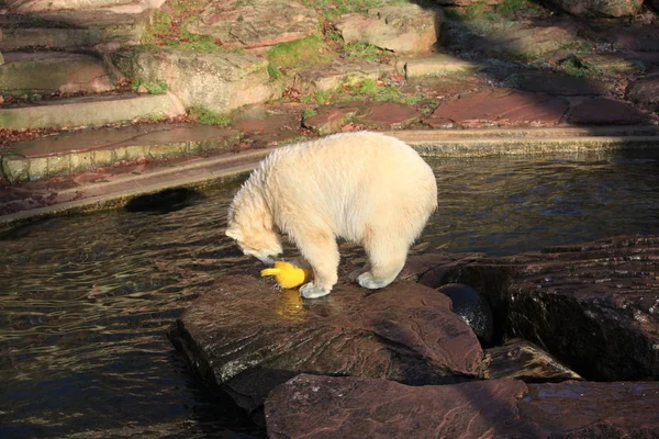 Bebé Oso Polar Primer Plano — Foto de Stock