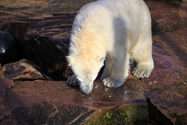 Bebê Urso Polar Close — Fotografia de Stock