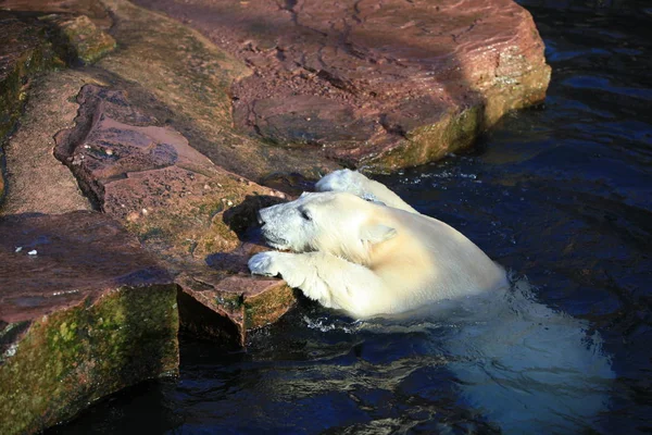 Bianco Predatore Dell Orso Polare — Foto Stock