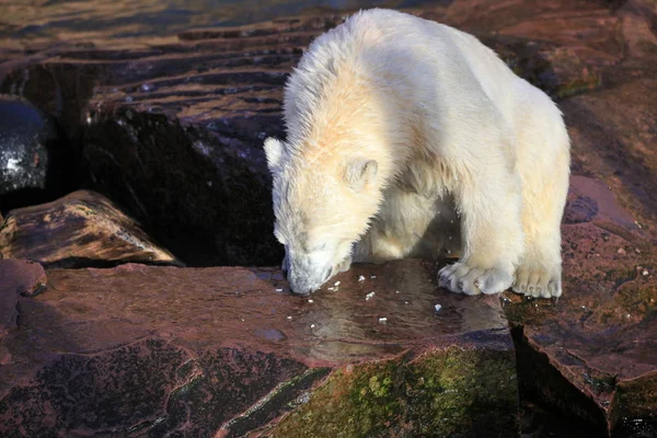 Bianco Predatore Dell Orso Polare — Foto Stock