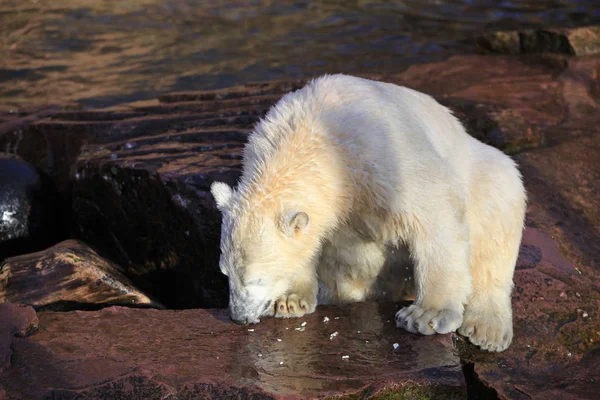 Depredador Del Oso Polar Blanco — Foto de Stock