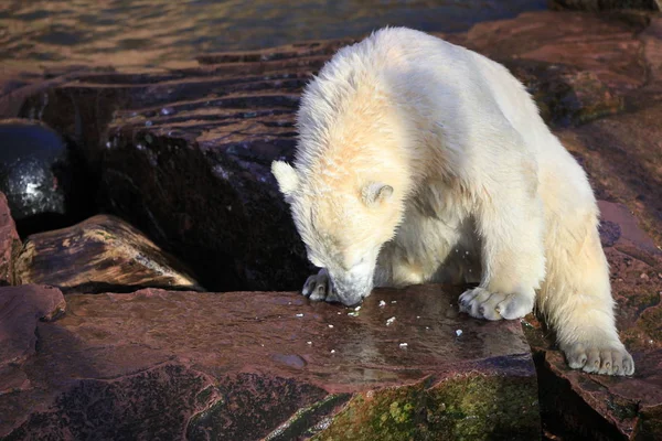 Bianco Predatore Dell Orso Polare — Foto Stock